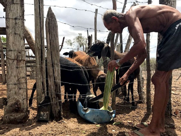 Seu Antônio alimenta com mandacaru os animais em Feira de Santana  (Foto: Alan Tiago Alves/G1)