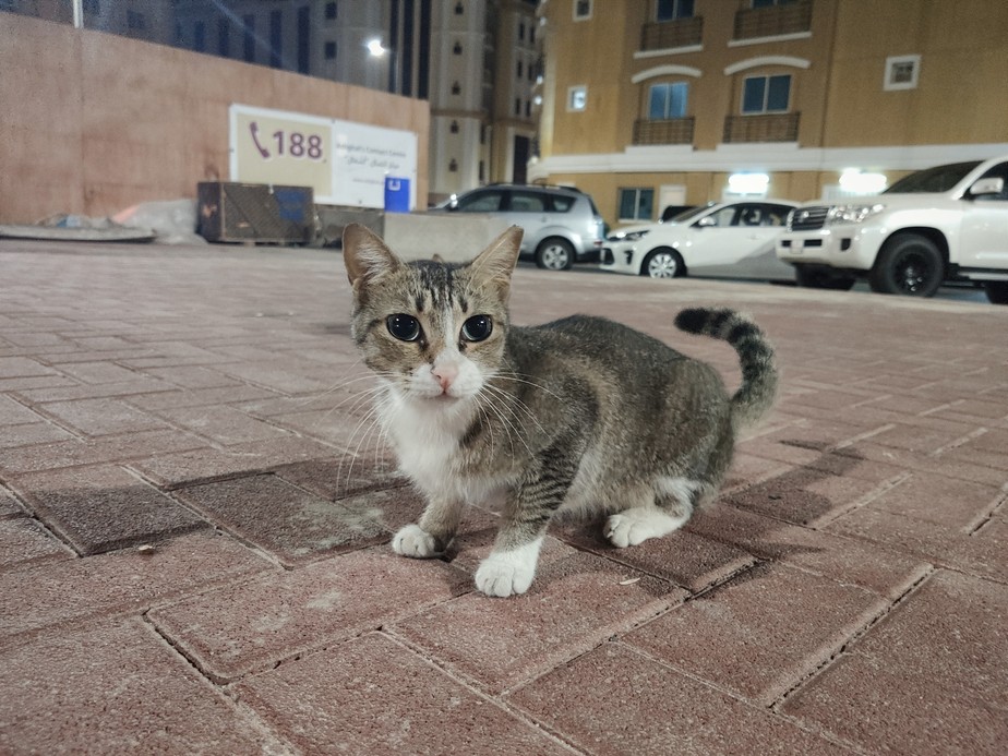 Gato nas ruas de Al Saad, bairro de Doha: mia por comida, mas tenta arranhar caso haja tentativa de carinho