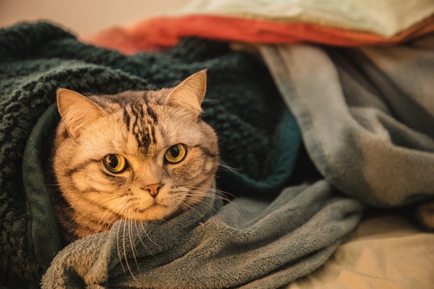 cat wrapped in blankets and quilt (Foto: Getty Images)