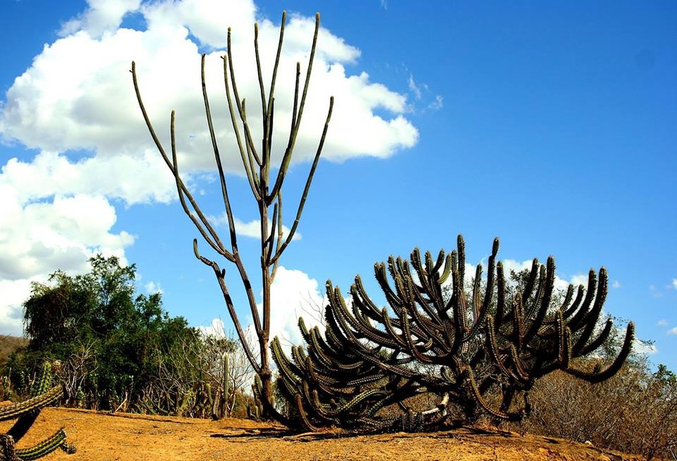 A caatinga é um tipo de vegeção presente da região do semiárido. (Foto: Sidney Gouveia, Semarh)