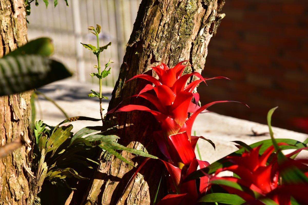 Muito utilizadas como ornamento de jardins e varandas, as bromélias são plantas com ótima resistência e suas flores duram bastante tempo (Foto: Unsplash / Roberto Huczek / CreativeCommons)
