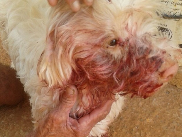 Cachorro está com anemia em decorrência da agressão (Foto: Arquivo Pessoal)