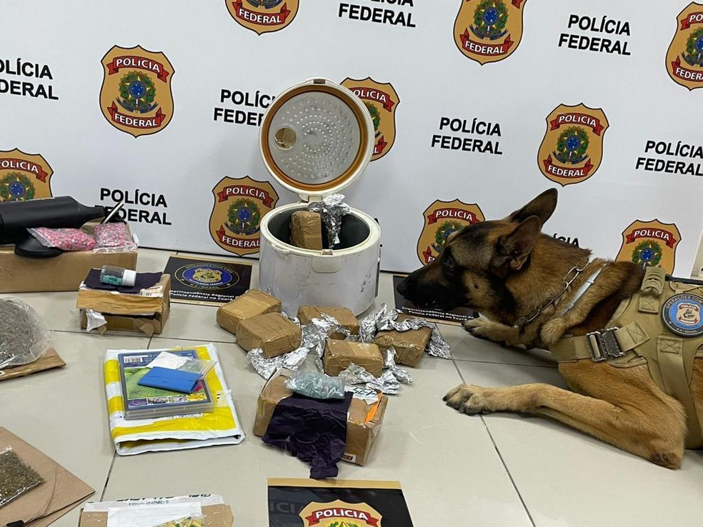 Com ajuda de cão farejador, Polícia Federal apreende cocaína, maconha e comprimidos de ecstasy em encomendas postais em um dos Centros de Distribuição do Correios, em Fortaleza. — Foto: PF/ Divulgação