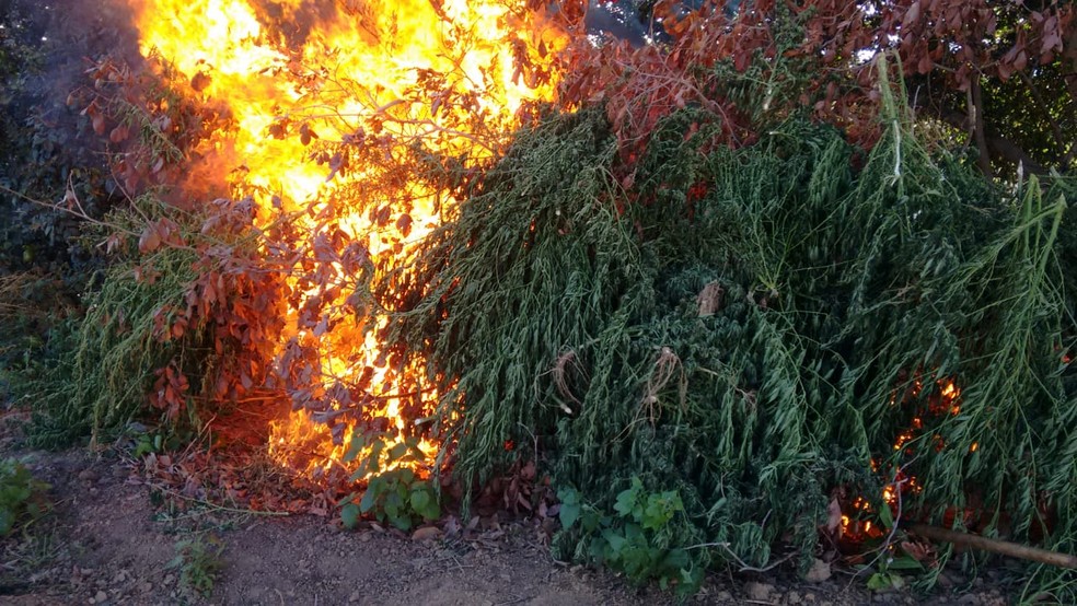 Cerca de 55 mil pés de maconha são erradicados em ação das polícias federal e militar de PE e da BA