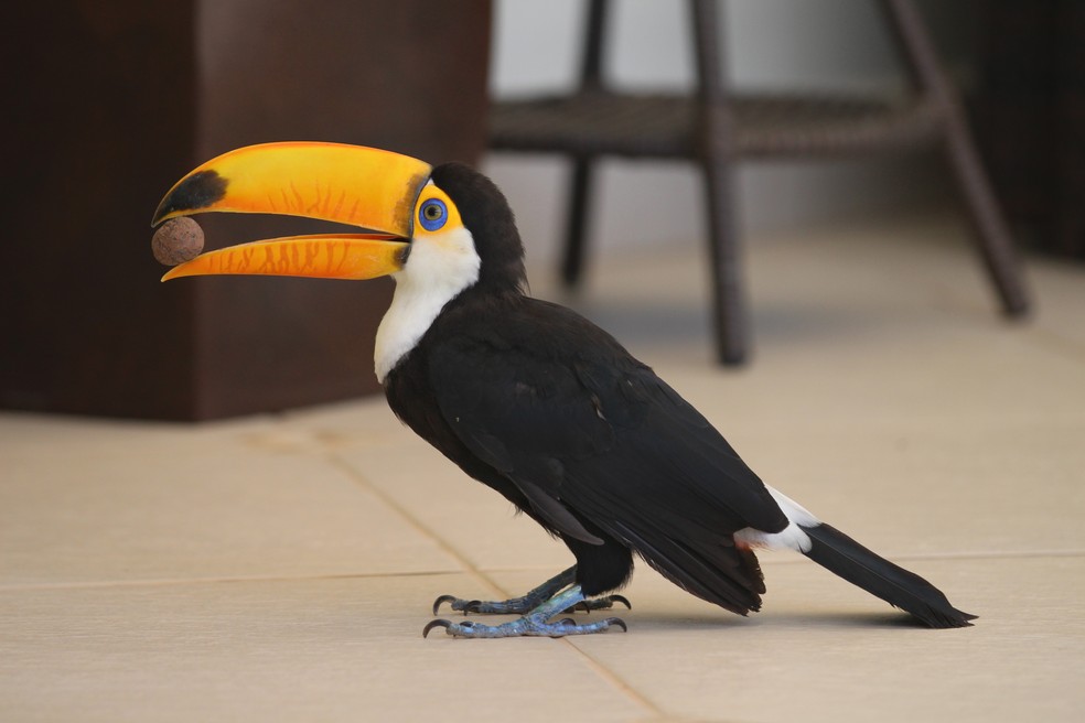 Apelidada de Juju, a ave Ã© considerada mascote do condomÃ­nio (Foto: Giulia Bucheroni/TG)