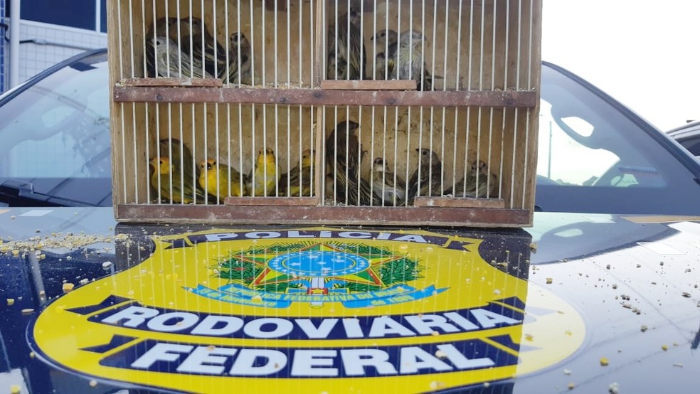Apreensão de pássaros em Gravatá — Foto: Polícia Rodviária Federal/Divulgação