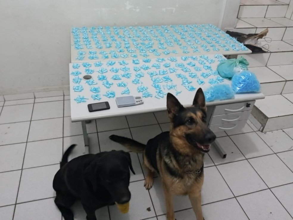 Cães farejadores localizam mais de 2 mil pinos de cocaína em Marília — Foto: Polícia Militar/Divulgação