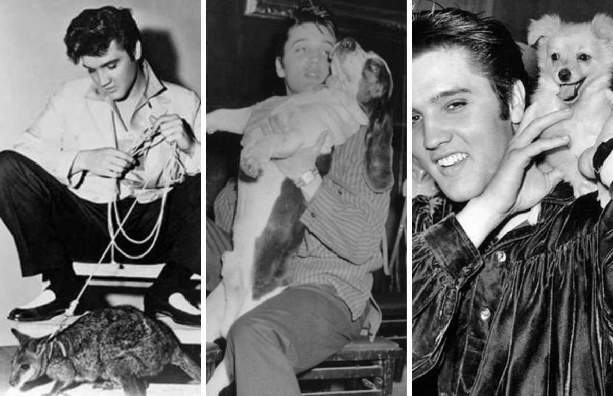 Elvis Presley era um amante dos animais (Foto: Instagram / Reprodução / @universocurioso, @my.daily.vintage.photos _ e @elianna_bubu)