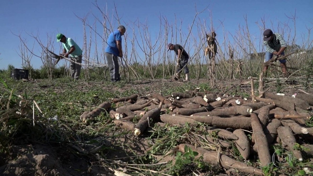Agricultores de Santa Catarina preservam a tradição da farinha de mandioca thumbnail