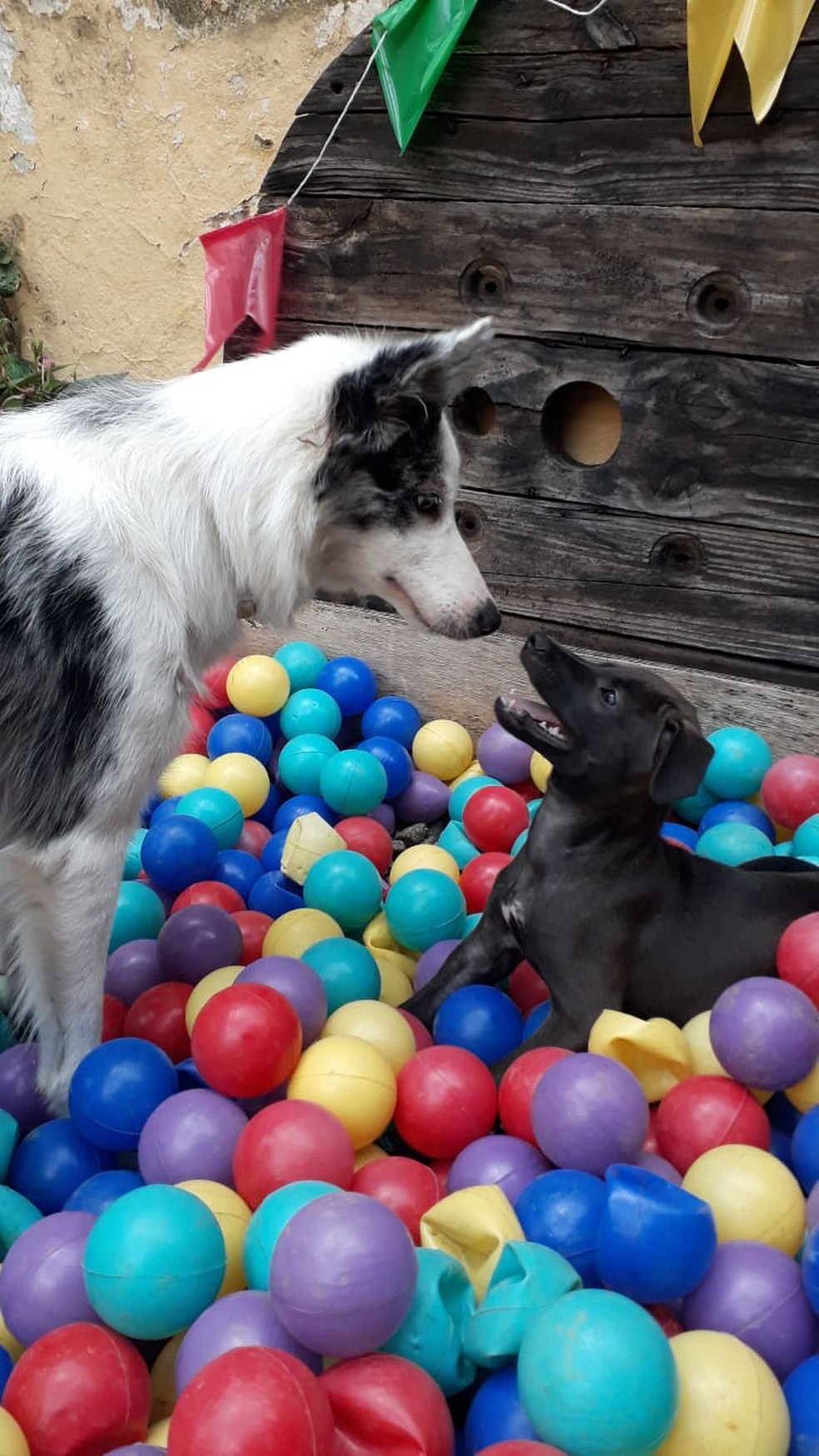 Hoteis Para Cachorros Registram Aumento Na Procura No Periodo De Ferias Em Valadares E O Bicho G1
