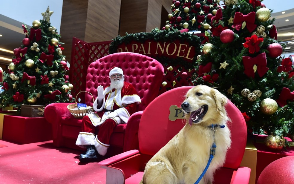 Golden Retriver com o Papai Noel em shopping de Goiânia — Foto: Goiânia Shopping/Divulgação