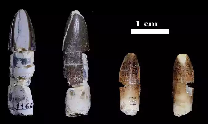 Maior dente de titanossauro do mundo é encontrado em MG
