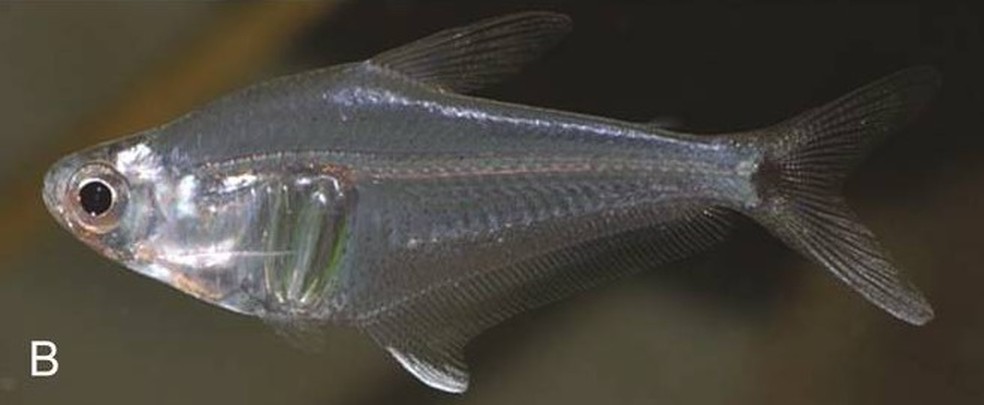 Peixe como Protocheirodon pi, mais conhecido como “Crystal Tetra” — Foto:  Martin e Peter Hoffmann/ Reprodução