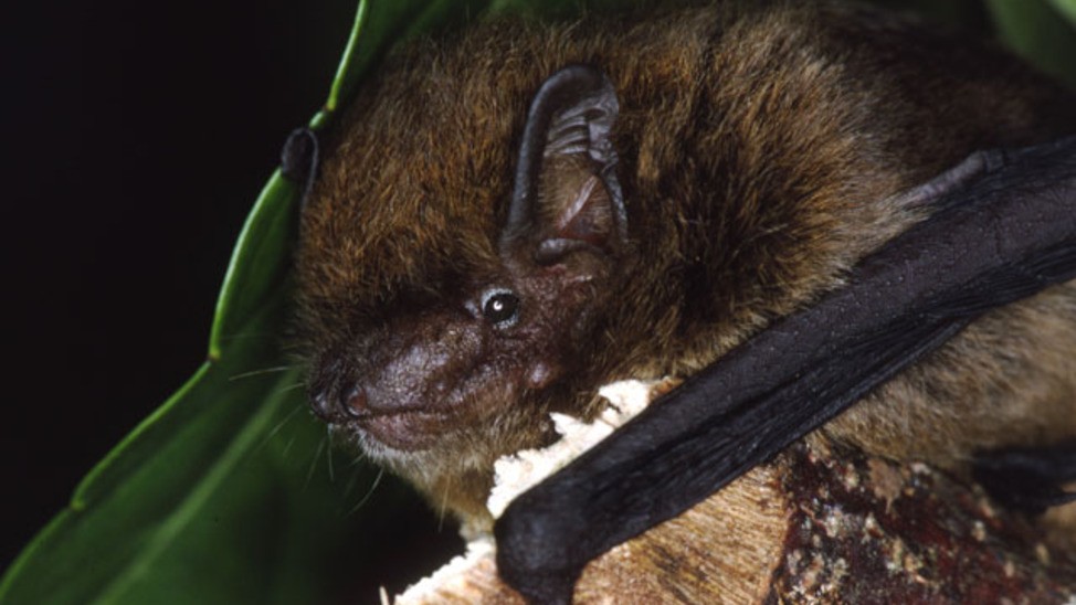 Ignorado pela comunidade científica, a espécie de morcegos Pipistrellus murrayi foi extinta em 2009, sem que ninguém soubesse o motivo (Foto: Divulgação)