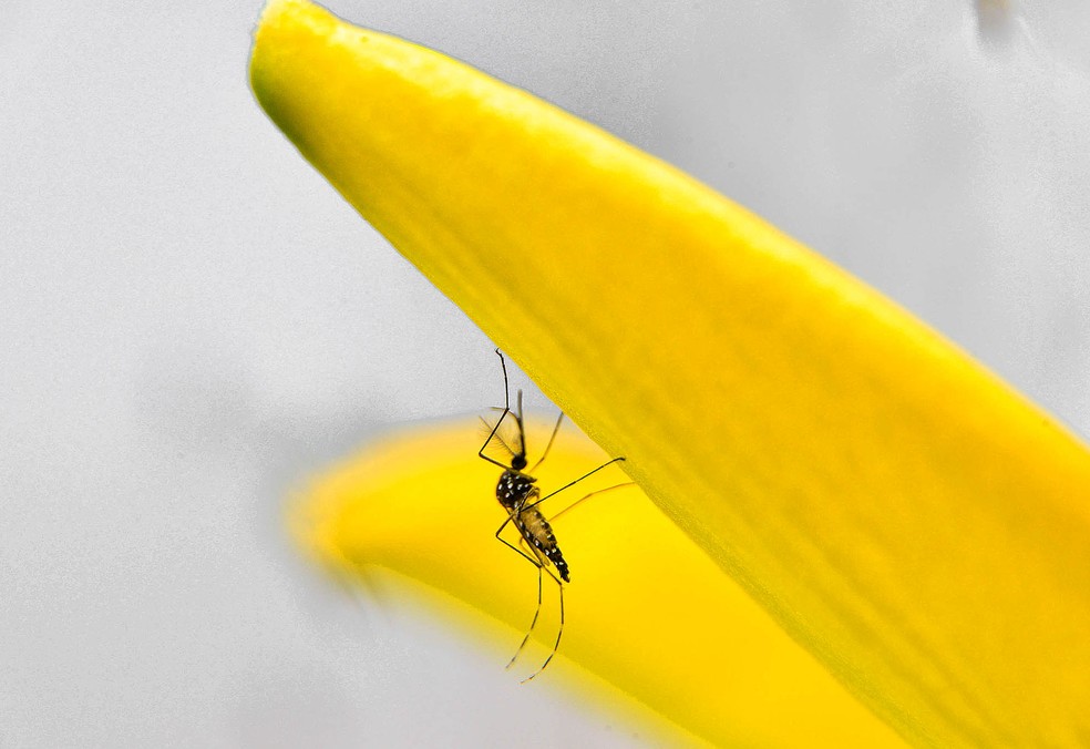 O mosquito Aedes aegypti, que transmite a dengue. — Foto: Alexandre Carvalho / Fotos Públicas