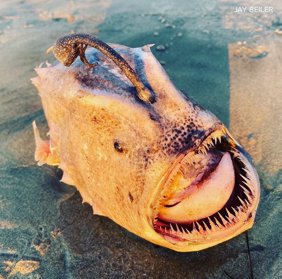 Peixe-futebol do Pacífico encontrado em praia dos EUA em 20 de novembro de 2021 — Foto: Reprodução/Jay Beiler