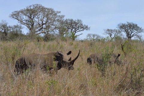 Safári no Hluhluwe Game Reserve, na África do Sul (Foto: Vinicius Galera de Arruda/Ed. Globo)