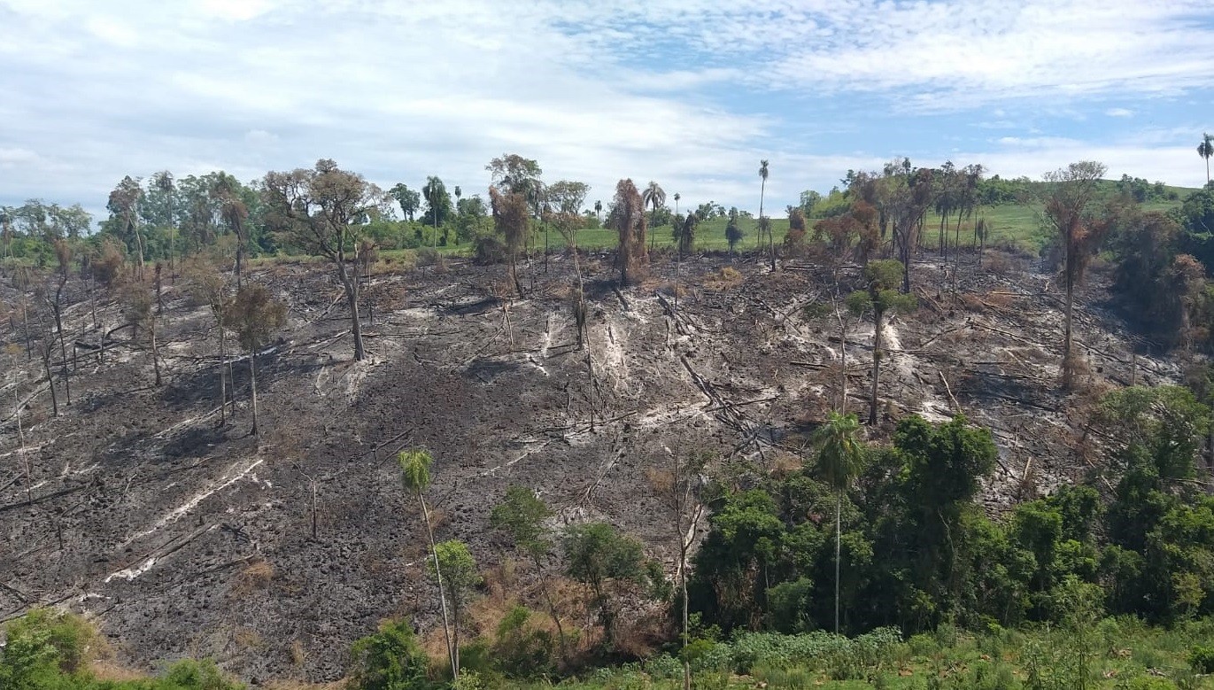 Homem é multado em R$90 mil após destruir cerca de 5,1 hectares de preservação ambiental em Quedas do Iguaçu, diz polícia 