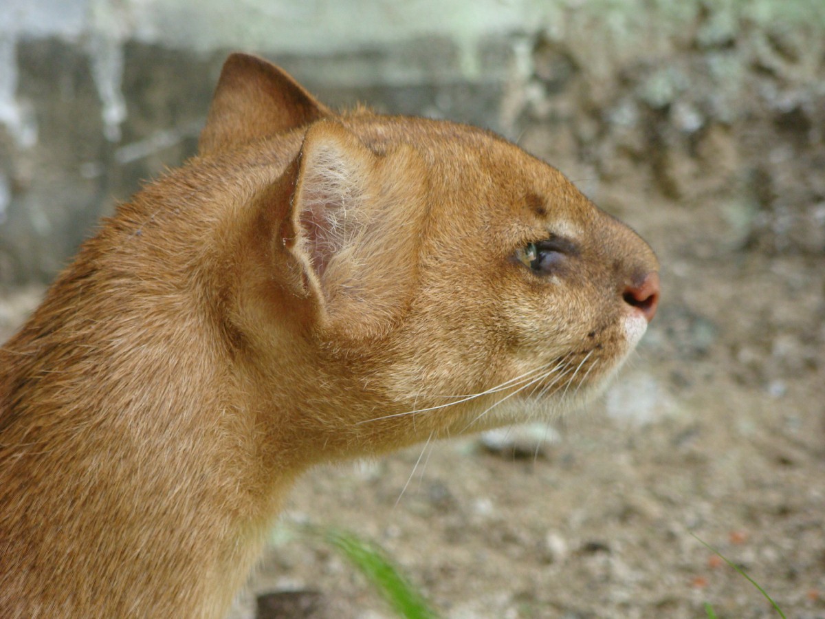 Os jaguarundis são felinos selvagem de corpo alongado, pelagem marrom e hábitos diurnos (Foto: Flickr/ Luiz Mosca/ CreativeCommons)