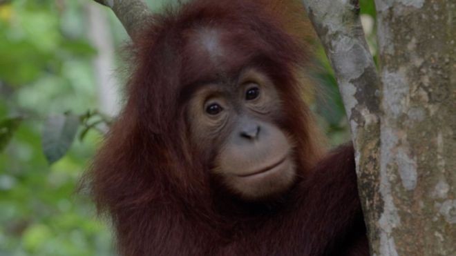 Orangotangos filhotes ficam com as mães até os nove anos de idade (Foto: BBC News)