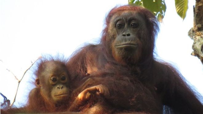 O orangotango habita florestas que hoje são visadas como áreas para produção de óleo de palma (Foto: EPA via BBC)