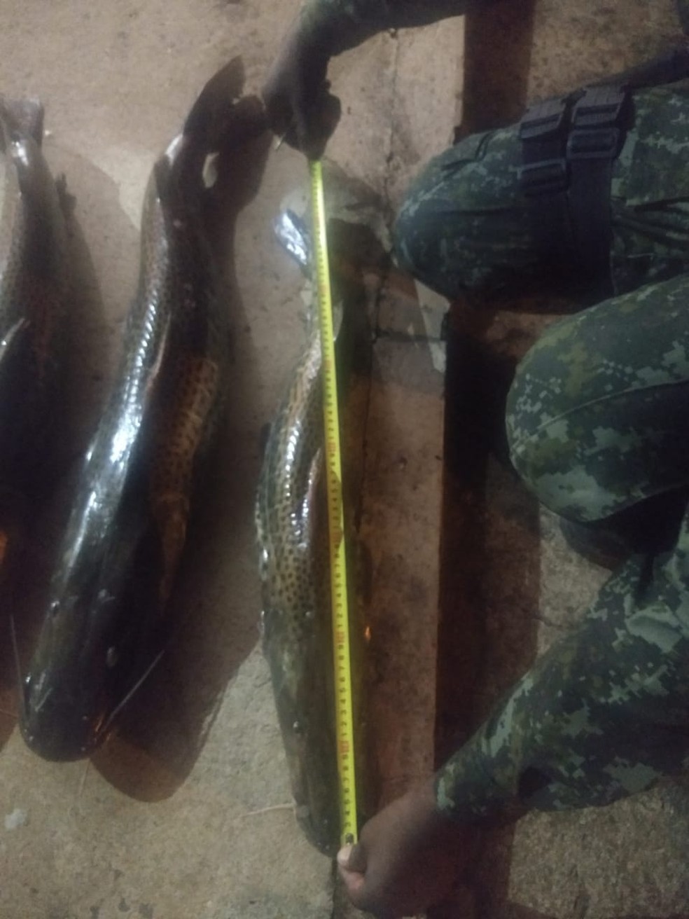 Peixes são capturados durante fiscalização  — Foto: Polícia Ambiental 