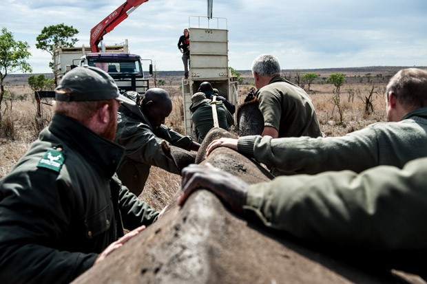 Várias pessoas são necessárias para realocar rinocerontes no Parque Nacionald e Kruger (Foto: Stefan Heunis/AFP)