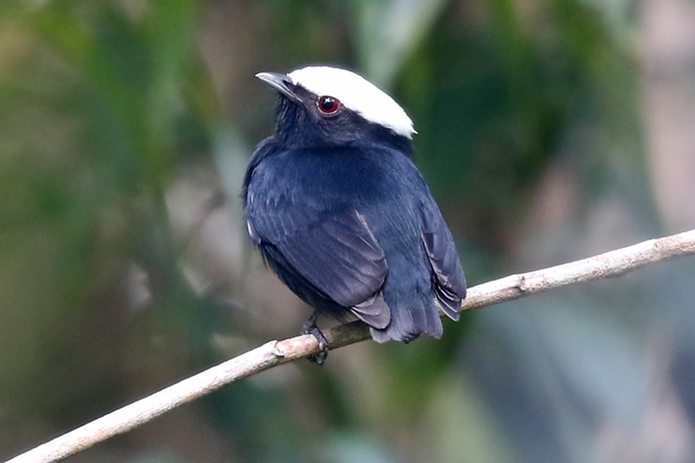 Espécie Manakin-de-coroa-branca é encontrada na América do Sul. — Foto: Phillip Edwards, Macaulay Library e Cornell Lab of ornithology