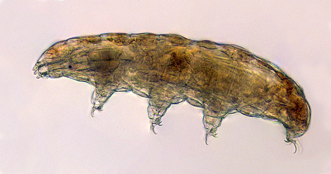 Tardígrados são animais microscópicos capazes de sobreviver sob condições extremas (Foto: Thomas Boothby/Universidade de Wyoming)