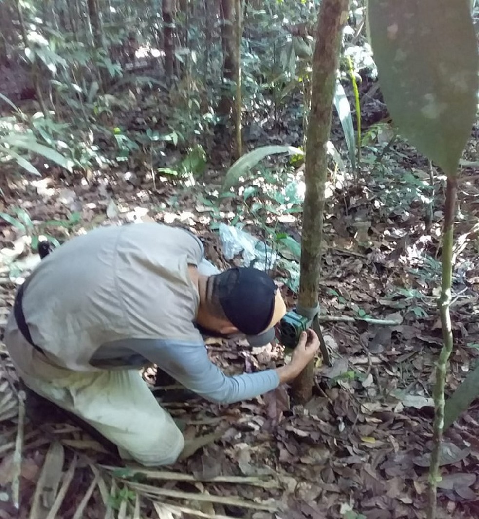O mestrando Dian Carlos (PPGBEES/Ufopa) monta uma das armadilhas para fotografar mamíferos na Flona — Foto: Divulgação