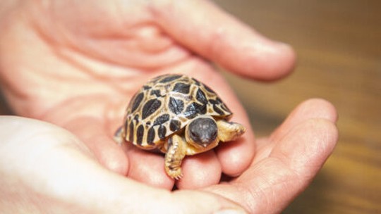 Em zoo nos EUA, tartaruga de 90 anos se torna pai pela primeira vez