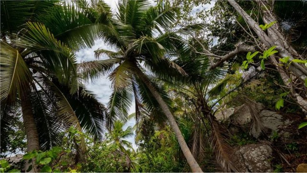 Houve época em que a ilha de Moyenne tinha tanta vegetação que os cocos que caíam nunca chegavam ao solo — Foto: Photostock-Israel/Alamy via BBC Brasil
