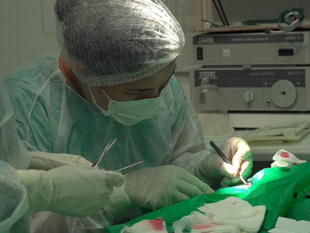 Veterinários do Parque das Aves realizaram cirurgia para retirar anzol preso no estômago do martim-pescador-grande resgatado em Foz do Iguaçu — Foto: Divulgação/Parque das Aves