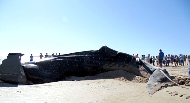 Tubarão-baleia morreu ao encalhar na praia do Farol, no litoral de Galinhos (Foto: Flawber Olinto e Nathana Raquel/Galinhos On Line)
