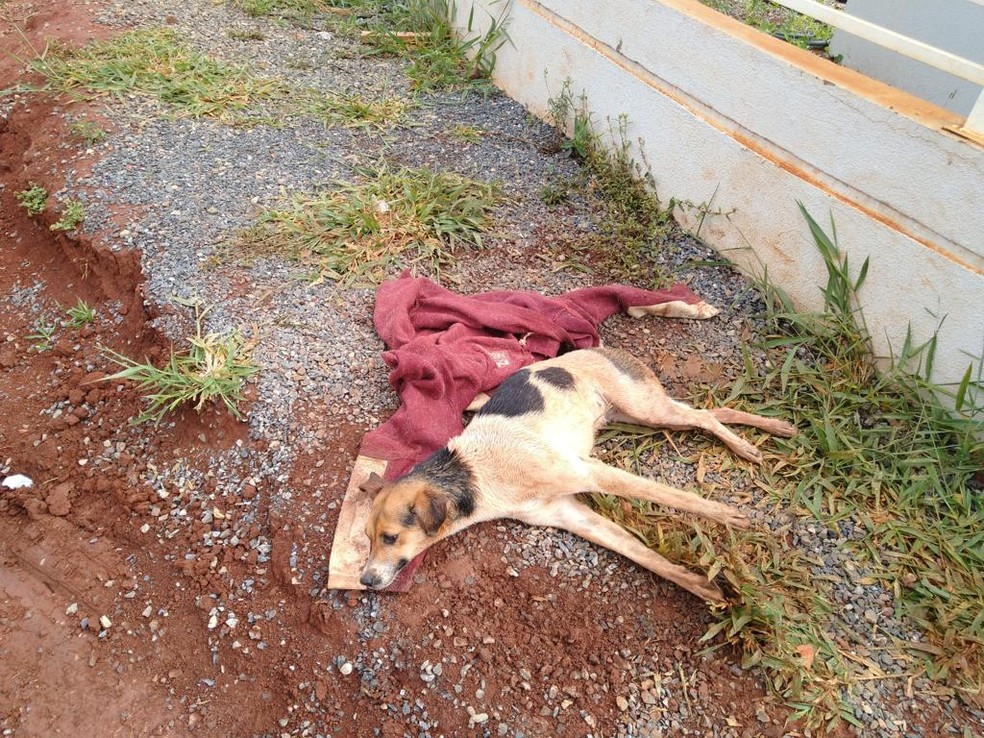 ONG denuncia motorista de ônibus por atropelar cachorra e fugir sem prestar socorro em Itapetininga (SP) — Foto: UIPA/Divulgação