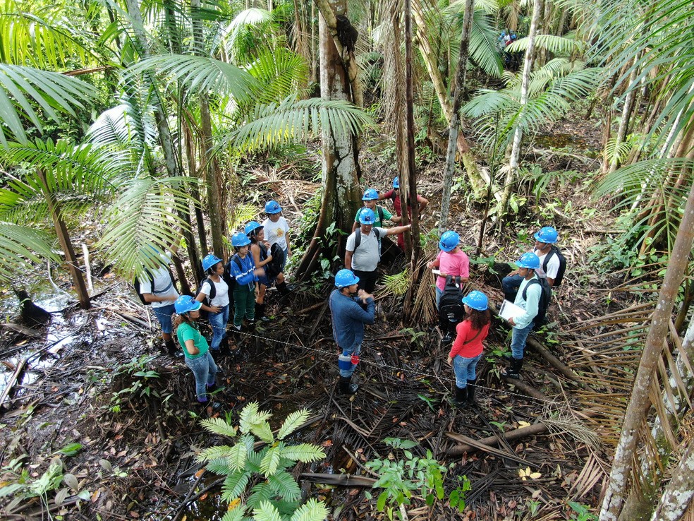 Integrantes do projeto realizando a medição para o cultivo dos açaizais. — Foto: Arquivo pessoal