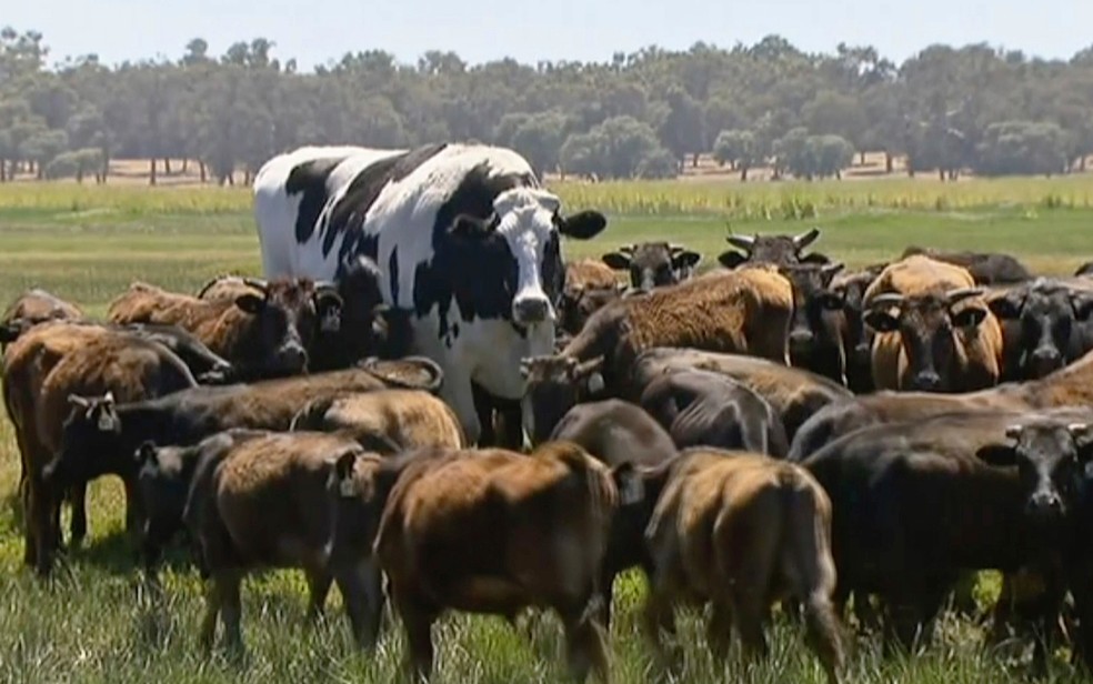 Muitos gados na criação são wagyu e marrom escuros. Knickers, que é preto e branco, se destaca ainda mais — Foto: Channel 7's Today Tonight via AP