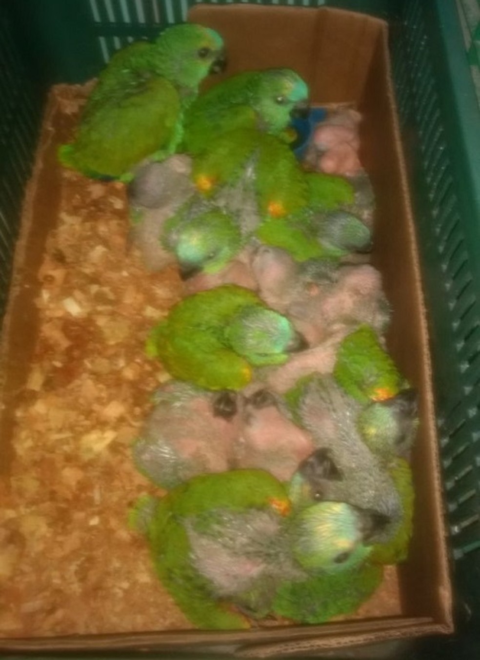 Aves foram apreendidas em Rosana (Foto: Cedida/Polícia Militar Ambiental)