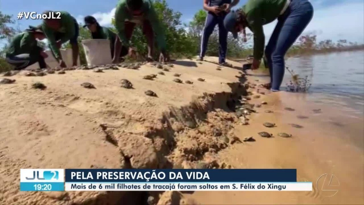 Mais de 6 mil filhotes de tartarugas da espécie tracajá são soltos em São Félix do Xingu, no Pará 