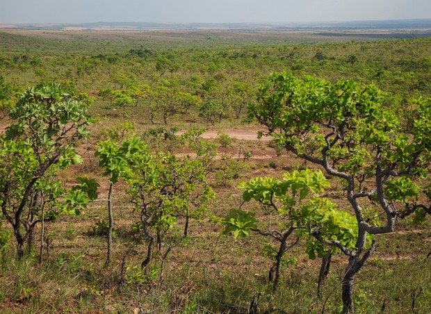 A vegetação do cerrado mato-grossense, onde ficam as aldeias visitadas pela reportagem (Foto: Lalo de Almeida)