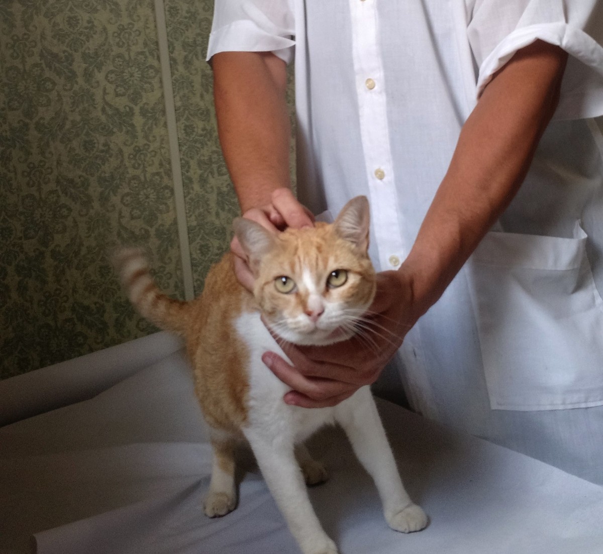 Serviço público de atendimento veterinário começa a ser oferecido no Conde, PB Paraíba G1