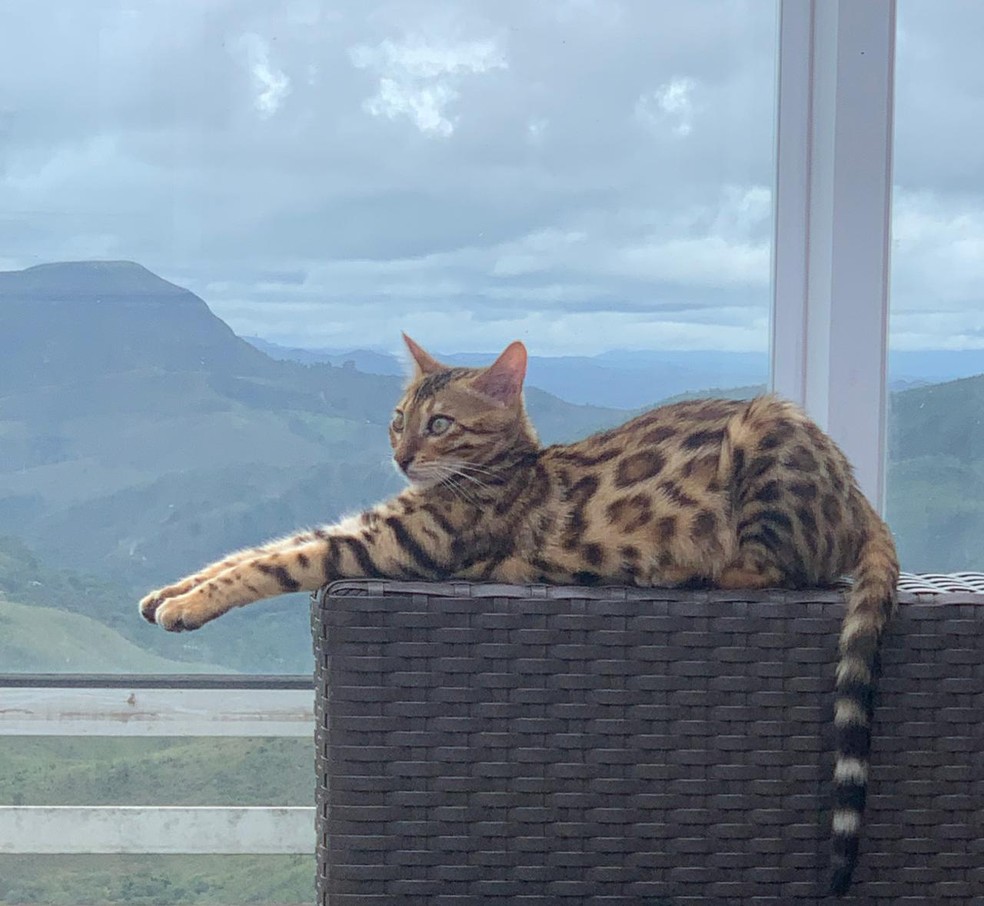 Gata Bengal é confundida por onça e está solta na mata do Belvedere em BH — Foto: Redes Sociais / Reprodução