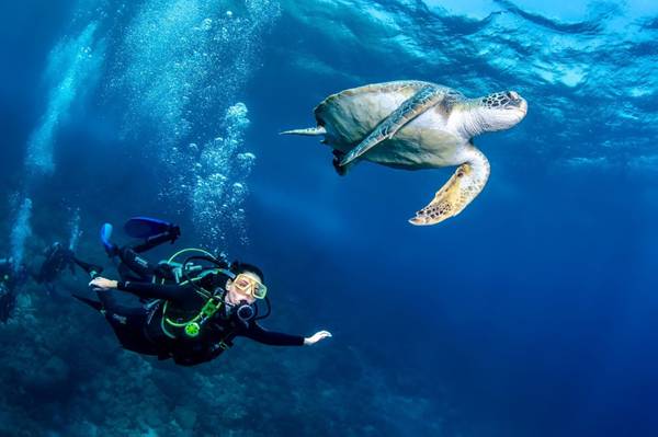 Paula Vianna mergulha com tartaruga-verde em Búzios, na Região dos Lagos do Rio