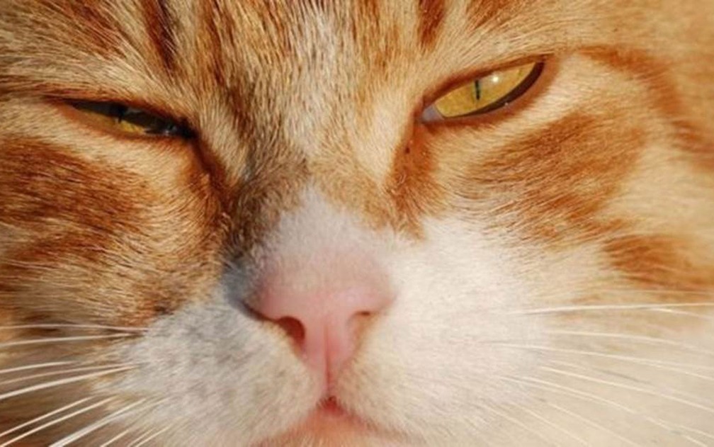 Quando o gato olha para o dono com piscadas lentas, isso pode ser uma demonstração de afeto — Foto: Getty Images/BBC