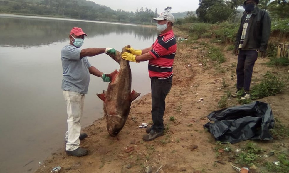 Carpa gigante também foi encontrada em 2021 na represa em Vargem Grande do Sul — Foto: Prefeitura de Vargem Grande do Sul/Divulgação