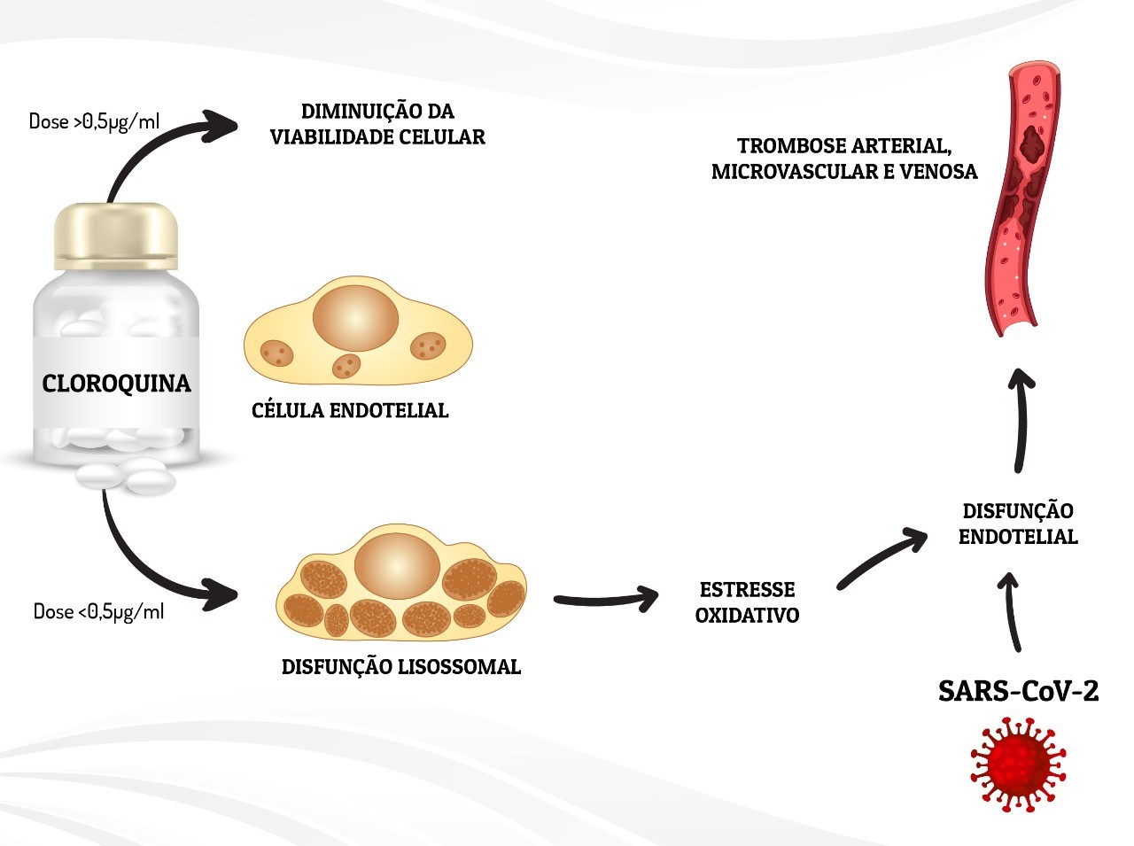 Ilustração mostra os efeitos de diferentes concentrações de cloroquina nas células endoteliais, responsáveis pelo revestimento dos vasos sanguíneos (Foto: Universidade Federal do Paraná (UFPR))