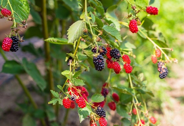 Como ter plantas frutíferas em vasos ou no quintal (Foto: Getty Images)