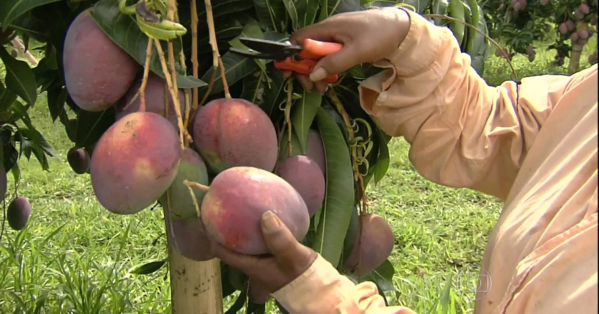 Agronegócios - Cultivo da manga ganha espaço em meio ao cerrado de Goiás
