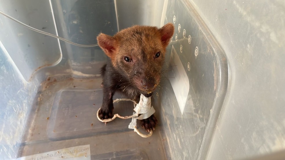 Filhote cachorro-vinagre é resgatado após ser encontrado sozinho perto de rodovia — Foto: Cedida