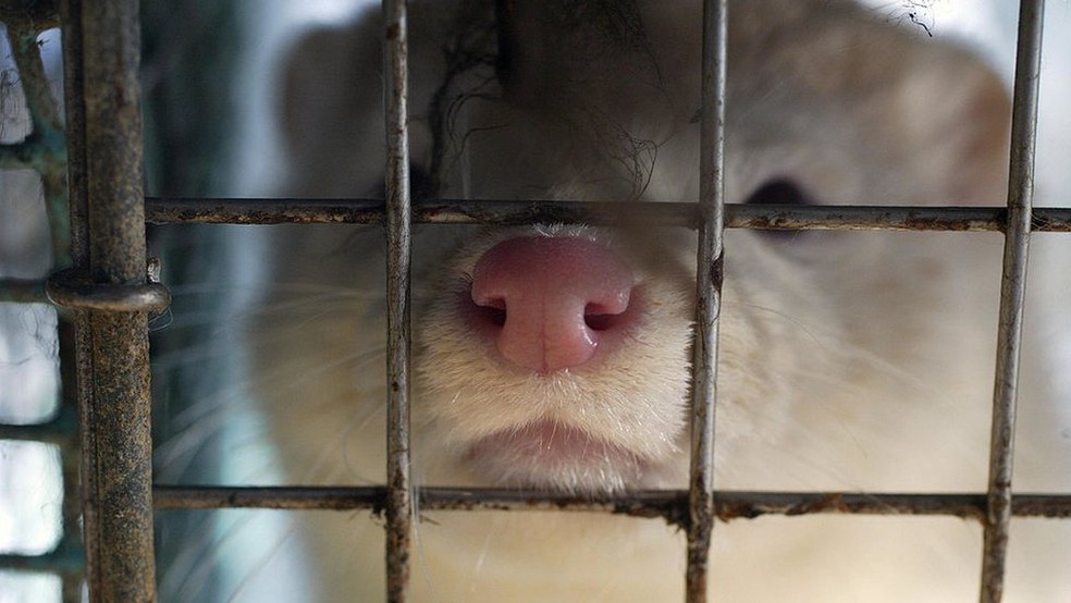 Não está claro se a transmissão do vírus foi de humanos para animais ou vice-versa — Foto: Getty Images via BBC